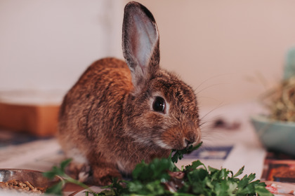 07656B FLUFFY - Rabbit / Rabbit available for adoption