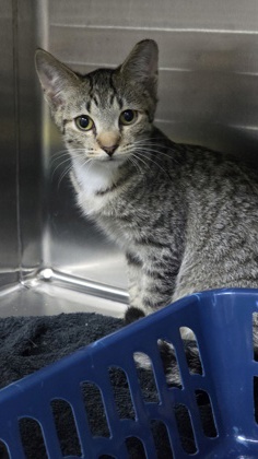 94344A DOTS - BARN CAT - Domestic Shorthair / Mix for adoption in Mount Pleasant