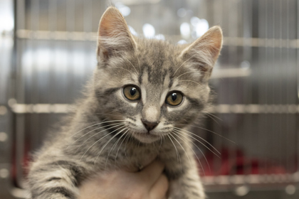 07195B  BISCOTTI - Domestic Shorthair / Mix available for adoption