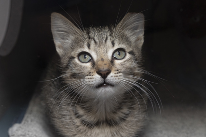07517B LILITH - Domestic Shorthair / Mix available for adoption