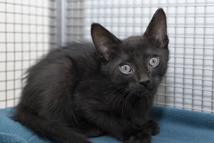 07998B DONKEY - Domestic Shorthair / Mix available for adoption