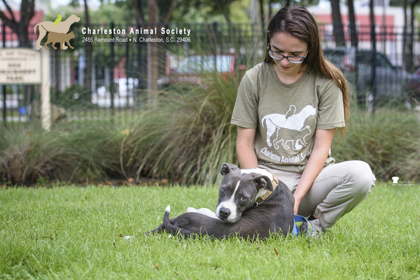 07479B GWENDOLYN - American Staffordshire Terrier / Mix available for adoption