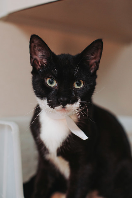 95606A AMREN - Domestic Shorthair / Mix for adoption in Mount Pleasant