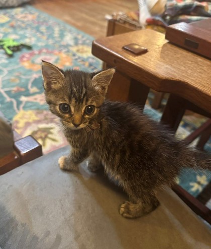 94459A BIJOU- PETSMART WEST ASHLEY - Domestic Shorthair / Mix available for adoption
