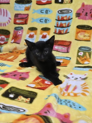 07498B ALLEN - Domestic Shorthair / Mix available for adoption