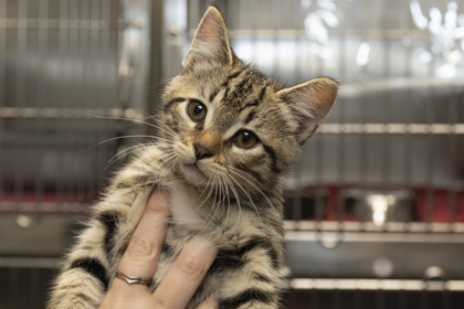 07198B CHURRO - Domestic Shorthair / Mix available for adoption