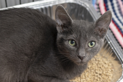05316B DORIAN PETSMART SUMMERVILLE