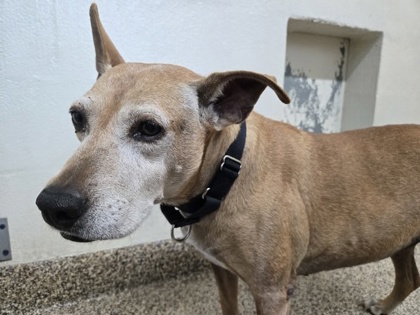 96807A DAISY MAE - American Staffordshire Terrier / Mix available for adoption