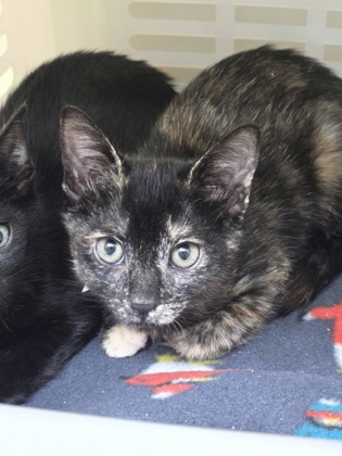 95634A HAZEL- PETCO WEST ASHLEY - Domestic Shorthair / Mix available for adoption