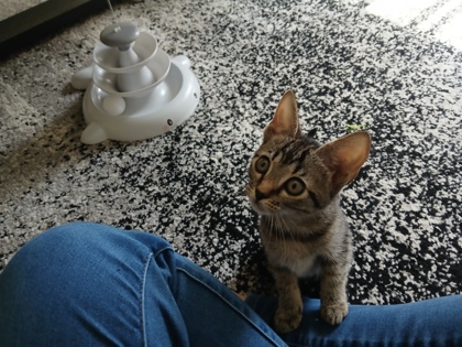 96761A HANNAH-PETSMART WEST ASHLEY - Domestic Shorthair / Mix available for adoption