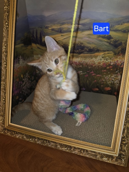 95419A Bart