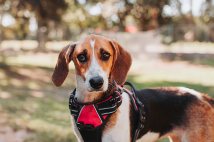 97308A RONNI - American Foxhound / Mix available for adoption