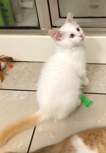 2121B Boy George - Adoption Ambassador photo