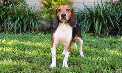07796B BLAIR - Beagle / Mix available for adoption