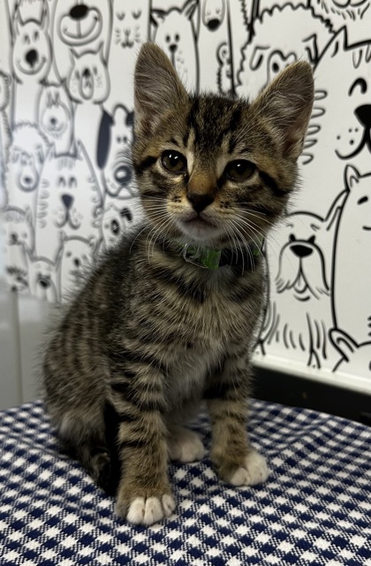 07201B GELATO - Domestic Shorthair / Mix available for adoption