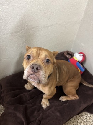 95776A COCO - American Staffordshire Terrier / Mix available for adoption