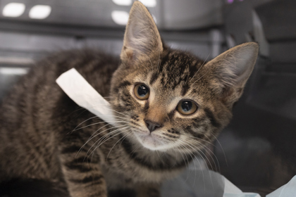 07127B  2X4 - Domestic Shorthair / Mix available for adoption