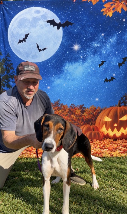 07834B MARINE - Hound / Mix available for adoption