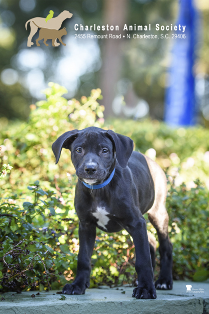08539B BRUTUS - Labrador Retriever / Mix available for adoption