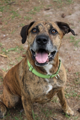 05385B FLINT ADOPTION AMBASSADOR - Terrier / Mix available for adoption
