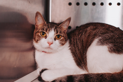 95031A CLIPPY - Domestic Shorthair / Mix available for adoption