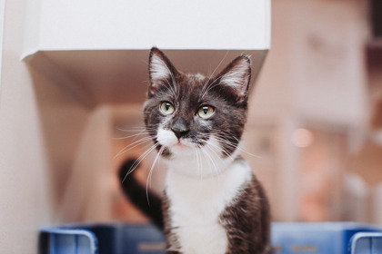 04657B JELLY BEAN - Domestic Shorthair / Mix available for adoption