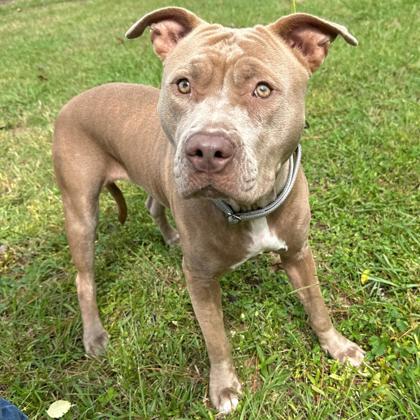 07244B WAFFLE - American Staffordshire Terrier / Mix available for adoption