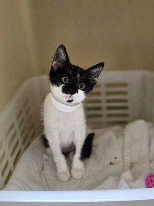 95722a Dolly- PetSmart West Ashley