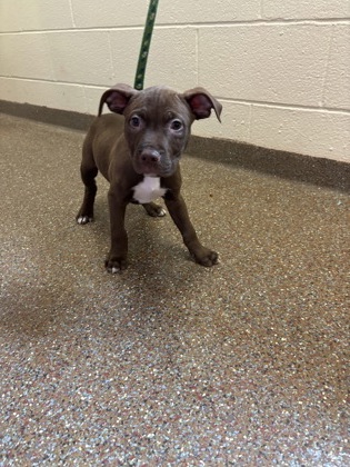 07362B POTATO - Labrador Retriever / Mix available for adoption