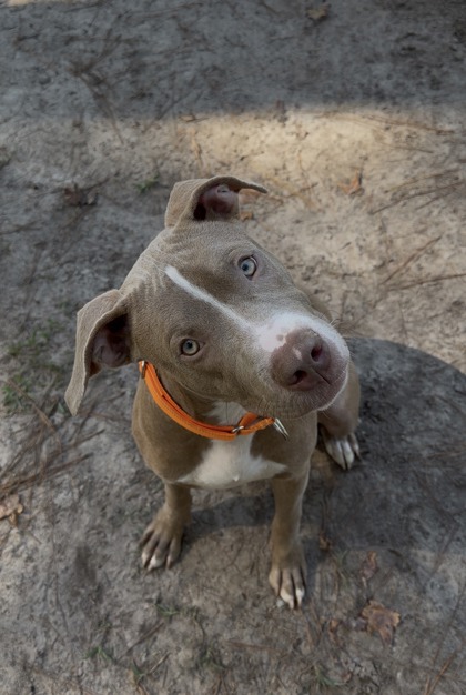 07761B HEFTY SMURF - American Staffordshire Terrier / Mix available for adoption