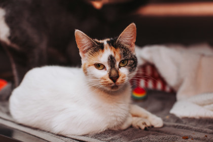95972a Pickle-Petco West Ashley