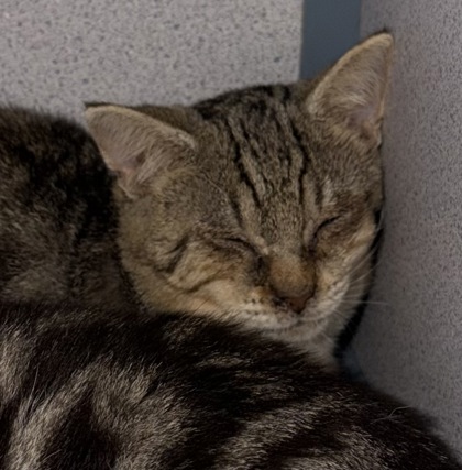 07780B SHADOW - Domestic Shorthair / Mix available for adoption