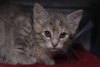 08721B COOKIE DOUGH- PETSMART NORTH CHARLESTON - Domestic Shorthair / Mix available for adoption