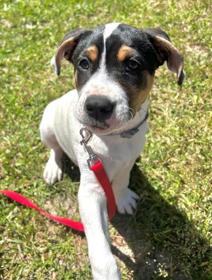 06405B Declan Adoption Ambassador photo