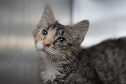 05313B MIDGE - Domestic Shorthair / Mix available for adoption