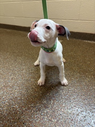 07456B STRAWBERRY - Labrador Retriever / Mix available for adoption
