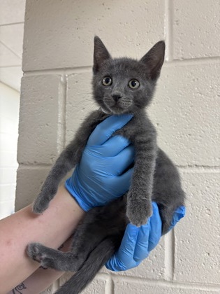 96335A DOBBY - Domestic Shorthair / Mix available for adoption