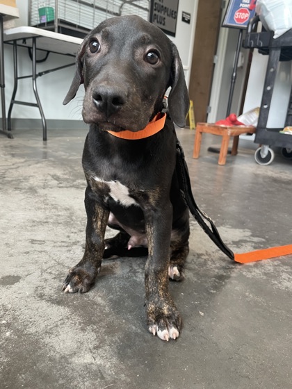 05463b Cornelius - Adoption Ambassador photo