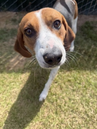 Wendell - Adoption Ambassador photo