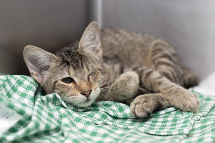 07487B BROWSER - Domestic Shorthair / Mix available for adoption