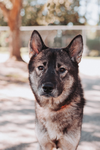 94968A GRIMM - ADOPTION AMBASSADOR - Norwegian Elkhound / Mix available for adoption