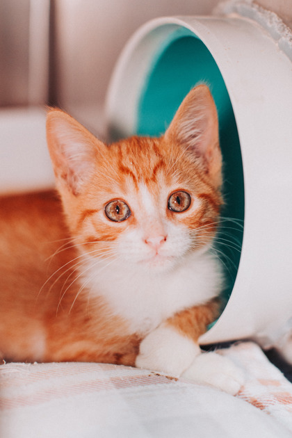 96237A FRED - PETSMART JAMES ISLAND - Domestic Shorthair / Mix available for adoption