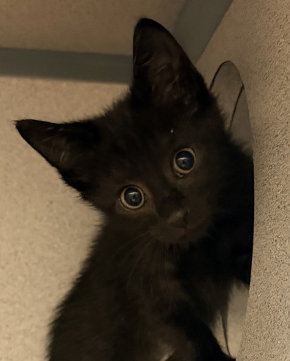 10420B CASPER PETSMART SUMMERVILLE - Domestic Shorthair / Mix available for adoption