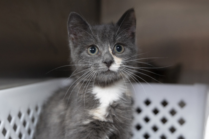 08608B SPOTIFINA- PETSMART NORTH CHARLESTON - Domestic Shorthair / Mix available for adoption