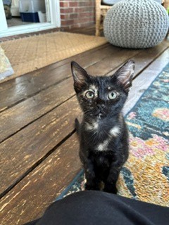 07288B ELIZABETH SWANN - Domestic Shorthair / Mix available for adoption