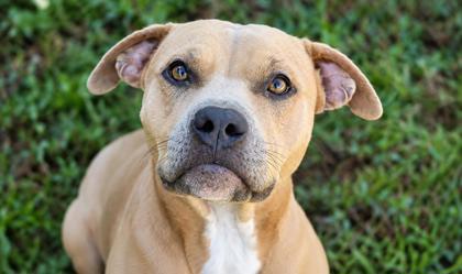 07803B TOOTSIE POP - American Staffordshire Terrier / Mix available for adoption