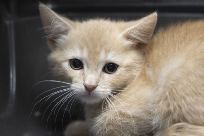 08720B SOURDOUGH- PETSMART NORTH CHARLESTON - Domestic Shorthair / Mix available for adoption