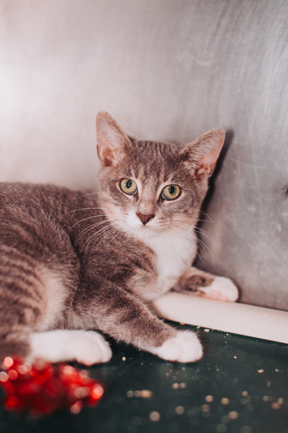00759B RHONDA - Domestic Shorthair / Mix available for adoption
