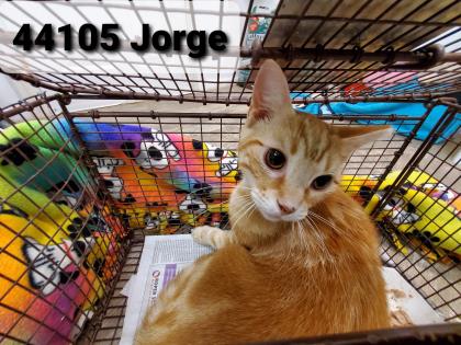 44105A Jorge