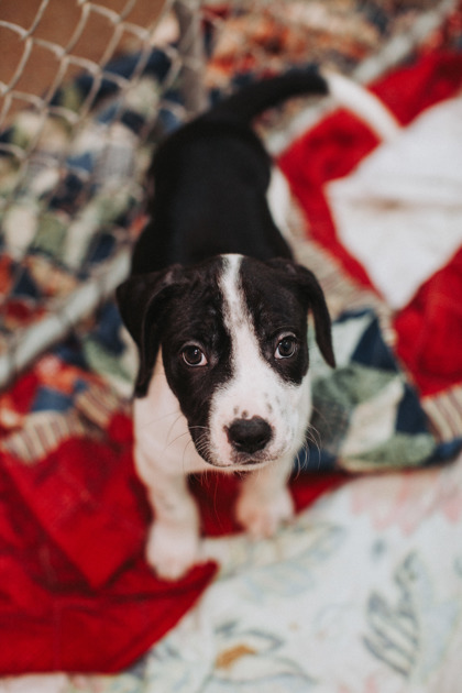 07247B LOUISE - Hound / Mix available for adoption